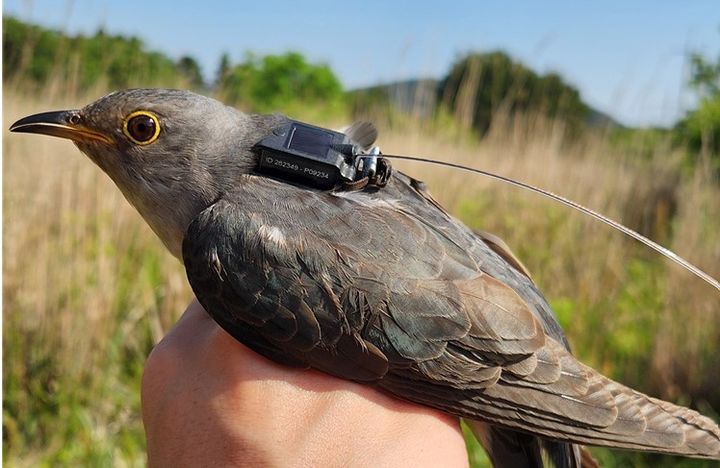 [세종=뉴시스] 위치추적기를 부착한 두견이. (사진=환경부). *재판매 및 DB 금지