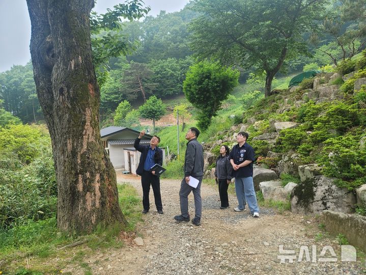 [양산=뉴시스]경상남도 '보호수'로 지정된 양산시 하북면 천성산 내원사 조계암 일원 '산뽕나무'.(사진=경남도 제공) 0225.07.24. photo@newsis.com