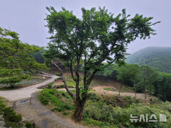 [양산=뉴시스]경상남도 '보호수'로 지정된 양산시 하북면 천성산 내원사 조계암 일원 '산뽕나무'.(사진=경남도 제공) 0225.07.24. photo@newsis.com