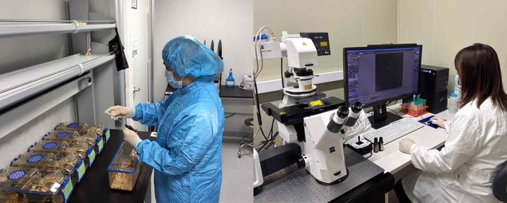 연구팀은 이번 연구에서 국내산 6년근 인삼을 100시간 이상 반복적으로 찌고 말리는 전통 방식으로 만든 흑삼을 사용했다. 사진은 흑삼 농축액 투여 장면(왼쪽)과 컨포칼 이미지 촬영 장면. (사진=경희대 제공) *재판매 및 DB 금지