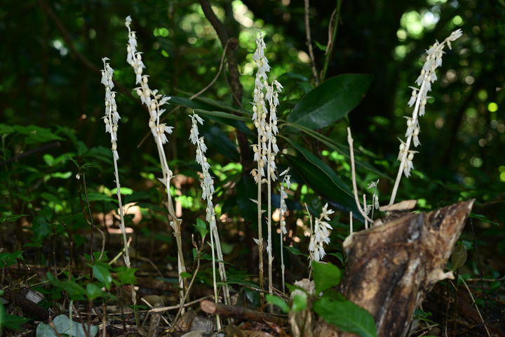 [제주=뉴시스] 제주 해안에서 발견된 미기록 후보종인 '방울유령란'. (사진=난대·아열대산림연구소 제공) photo@newsis.com *재판매 및 DB 금지