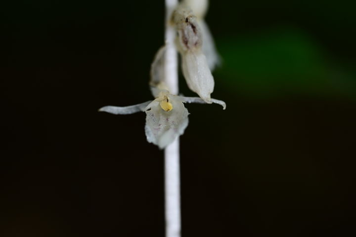 [제주=뉴시스] 제주 해안에서 발견된 미기록 후보종인 '방울유령란'. (사진=난대·아열대산림연구소 제공) photo@newsis.com *재판매 및 DB 금지