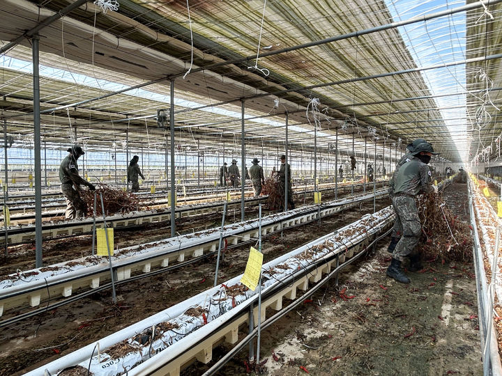[창녕=뉴시스] 군 장병들이 수해 농가 찾아 복구 작업을 하고 있다. (사진= 창녕군 제공) 2025.07.24. photo@newsis.com *재판매 및 DB 금지
