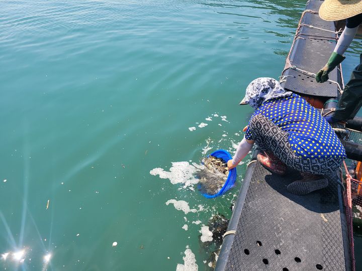 여름철 고수온 대비 첫 긴급방류…여수 우럭 13만 마리 방류