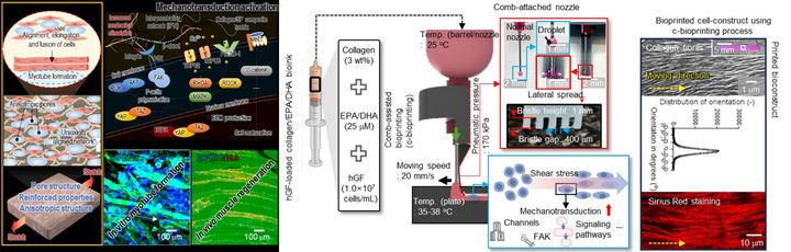 (a) 비등방성(anisotropic) 구조를 갖는 세포 배열형 다공성 섬유 구조체, (b) 오메가-3 지방산을 포함한 콜라겐 기반의 기능성 바이오잉크 및 세포 정렬 유도 바이오프린팅 기술. (사진=성균관대 제공) *재판매 및 DB 금지
