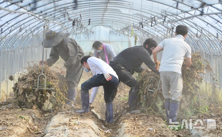 [청주=뉴시스] 서주영 기자 = 충북 청주시청 공무원들이 24일 흥덕구 오송읍 호계리의 한 애호박 농가에서 수해 복구 작업을 하고 있다. 2025.07.24. juyeong@newsis.com