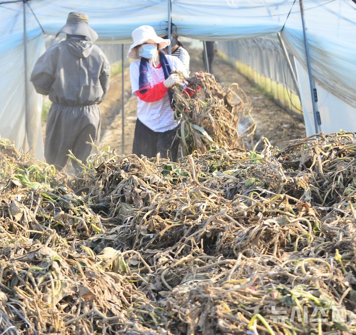 [청주=뉴시스] 서주영 기자 = 충북 청주시청 공무원들이 24일 흥덕구 오송읍 호계리의 한 애호박 농가에서 수해 복구 작업을 하고 있다. 2025.07.24. juyeong@newsis.com