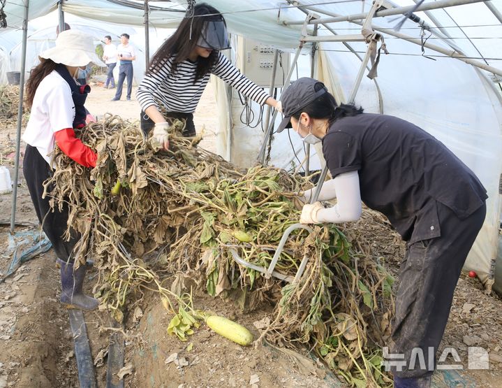 [청주=뉴시스] 서주영 기자 = 충북 청주시청 공무원들이 24일 흥덕구 오송읍 호계리의 한 애호박 농가에서 수해 복구 작업을 하고 있다. 2025.07.24. juyeong@newsis.com