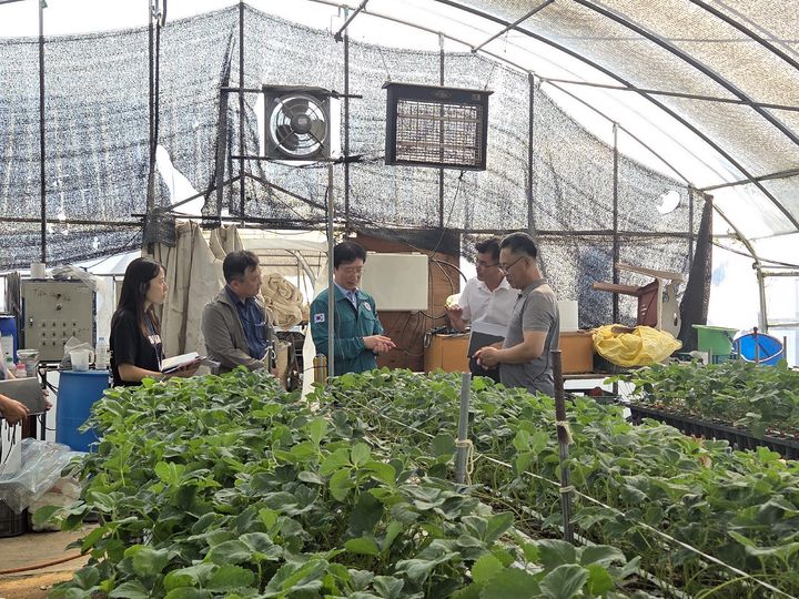 [세종=뉴시스] 농촌진흥청은 김대현 국립원예특작과학원 원예작물부장이 지난 23일 충남 논산시 소재 딸기 육묘 농가를 찾아 집중호우 피해 상황을 점검했다고 24일 밝혔다. (사진=농진청 제공) 2025.07.24. photo@newsis.com *재판매 및 DB 금지