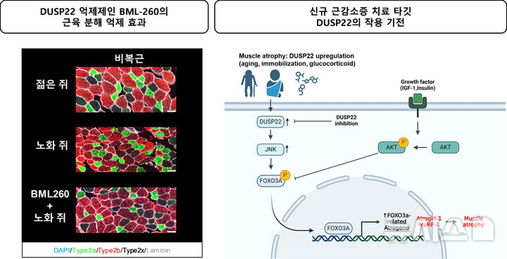 [광주=뉴시스] GIST 연구팀이 세계 최초로 발견한 '근육 회복 스위치' 역할 단백질 개념도. (그래픽=지스트 제공) photo2newsis.com *재판매 및 DB 금지