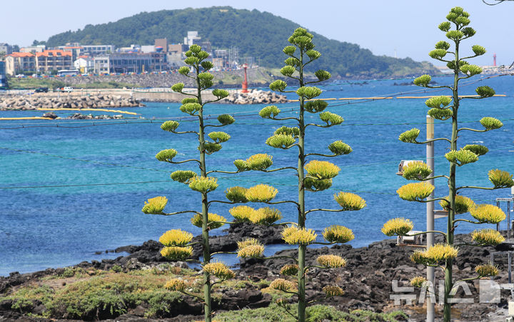 [제주=뉴시스] 우장호 기자 = 폭염이 기승을 부리는 24일 오후 제주시 용담해안도로변의 한 카페 정원에서 '100년에 한 번 꽃을 피운다'는 용설란(龍舌蘭)이 피어나 시선을 사로잡고 있다. 용설란은 잎의 모양이 용의 혀를 닮았다 하여 붙여진 이름으로 멕시코 원산으로 주로 사막지역에 자생한다. 주로 관상용이나 잎은 약용하기도 하며, 제주에서는 과수원 둘레나 텃밭·집 주위에서 흔히 볼 수 있다. 2025.07.24. woo1223@newsis.com