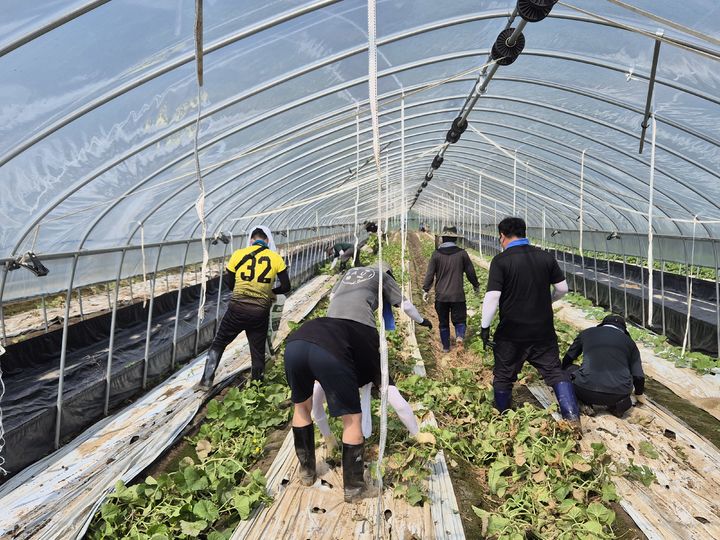 [서울=뉴시스] 이지민 기자 = 딜로이트 안진회계법인은 지난 24일 집중 호우로 피해를 입은 충남 청양군 장평면 일대 수해 농가를 찾아 복구 작업을 실시했다고 25일 밝혔다. (사진=딜로이트 안진 제공) 2025.07.25. photo@newsis.com *재판매 및 DB 금지