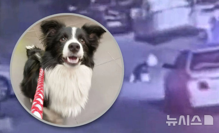 [서울=뉴시스] 반려견을 고의로 차에 치여 숨지게 한 중국의 한 동물병원(사진=사우스차이나모닝포스트) 