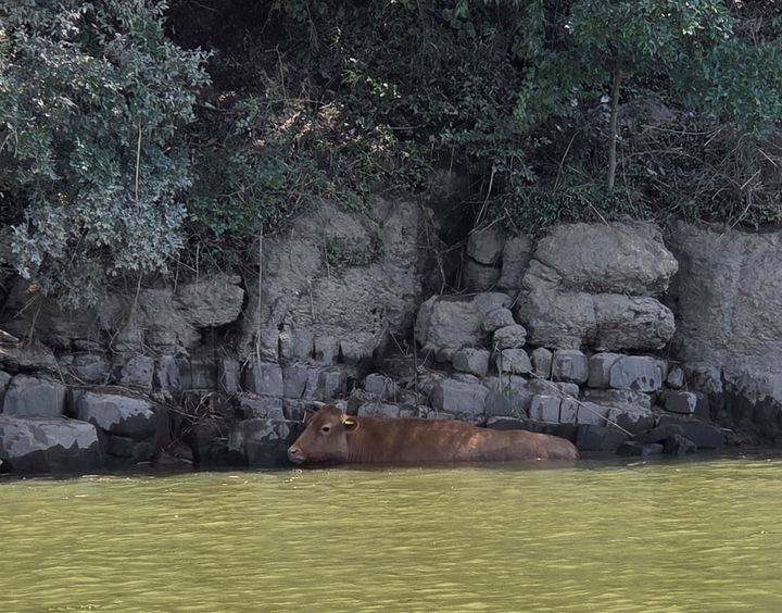 [진주=뉴시스] 집중호우로 축사가 유실되면서 경남 산청에서 진주 진양호로 떠내려온 소.(사진=독자 제공).2025.07.25.photo@newsis.com *재판매 및 DB 금지