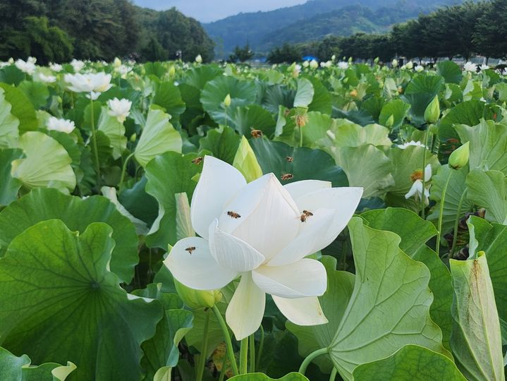 [함양=뉴시스] 서희원 기자= 25일 경남 함양군 상림공원 옆 연꽃단지 2025. 07. 25. shw1881@newsis.com *재판매 및 DB 금지