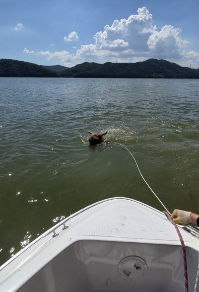 [진주=뉴시스] 산청에 집중호우로 축사가 유실되면서 진양호까지 떠 내려온 소를 구조하고 있다.(사진=진주경찰서 제공).2025.07.25.photo@newsis.com *재판매 및 DB 금지