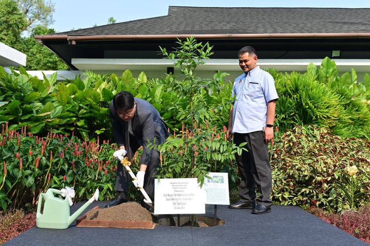 [서울=뉴시스] 서울시-쿠알룸푸르 우호도시 협정 체결 기념식수 행사(나무 Agathis Borneensis). 2025.07.27. (사진=서울시 제공) *재판매 및 DB 금지