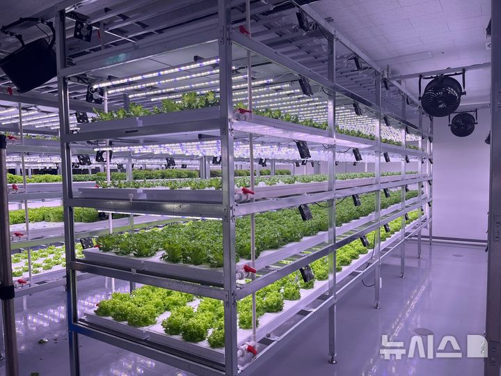 [과천=뉴시스] 스마트팜 농작물 재배 현장. (사진=과천시 제공). *재판매 및 DB 금지