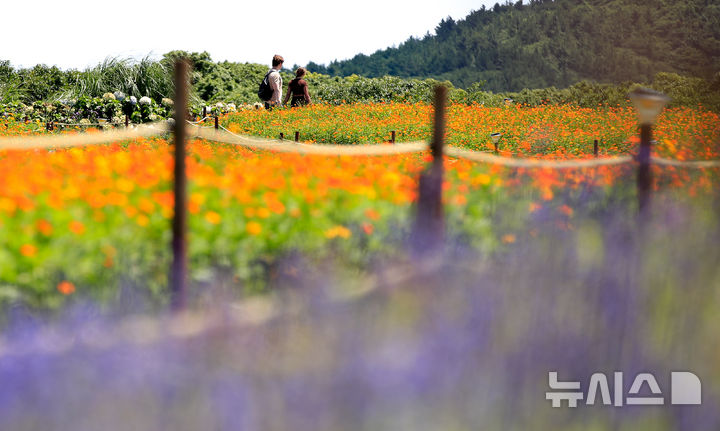 [서귀포=뉴시스] 우장호 기자 = 폭염이 기승을 부리는 25일 오후 서귀포시 안덕면 제주신화월드 신화가든에 황화코스모스가 활짝 피어나 이색정취를 자아내고 있다. 2025.07.25. woo1223@newsis.com