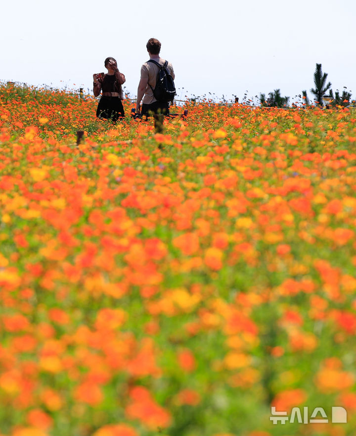 [서귀포=뉴시스] 우장호 기자 = 폭염이 기승을 부리는 25일 오후 서귀포시 안덕면 제주신화월드 신화가든에 황화코스모스가 활짝 피어나 이색정취를 자아내고 있다. 2025.07.25. woo1223@newsis.com