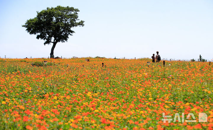 [서귀포=뉴시스] 우장호 기자 = 폭염이 기승을 부리는 25일 오후 서귀포시 안덕면 제주신화월드 신화가든에 황화코스모스가 활짝 피어나 이색정취를 자아내고 있다. 2025.07.25. woo1223@newsis.com