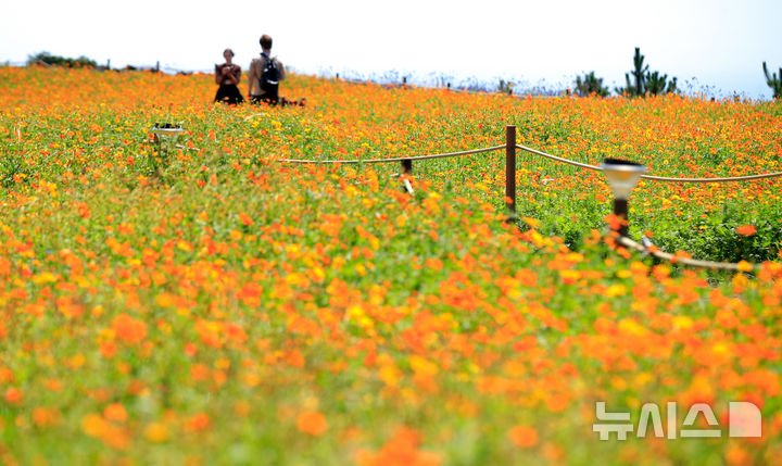 [서귀포=뉴시스] 우장호 기자 = 폭염이 기승을 부리는 25일 오후 서귀포시 안덕면 제주신화월드 신화가든에 황화코스모스가 활짝 피어나 이색정취를 자아내고 있다. 2025.07.25. woo1223@newsis.com