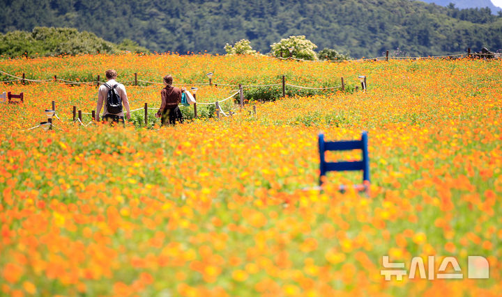 [서귀포=뉴시스] 우장호 기자 = 폭염이 기승을 부리는 25일 오후 서귀포시 안덕면 제주신화월드 신화가든에 황화코스모스가 활짝 피어나 이색정취를 자아내고 있다. 2025.07.25. woo1223@newsis.com