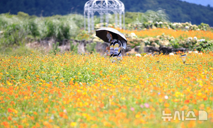 [서귀포=뉴시스] 우장호 기자 = 폭염이 기승을 부리는 25일 오후 서귀포시 안덕면 제주신화월드 신화가든에 황화코스모스가 활짝 피어나 이색정취를 자아내고 있다. 2025.07.25. woo1223@newsis.com