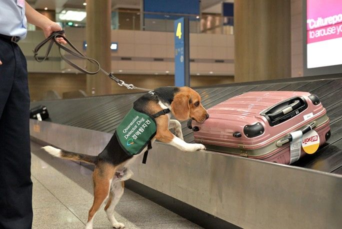 [세종=뉴시스] 검역탐지견 활동 모습. (사진=농림축산검역본부 제공) *재판매 및 DB 금지