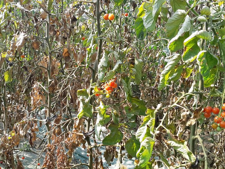 [세종=뉴시스]녹응애로 인한 토마토 재배지 피해 모습. (사진=농촌진흥청 제공) *재판매 및 DB 금지