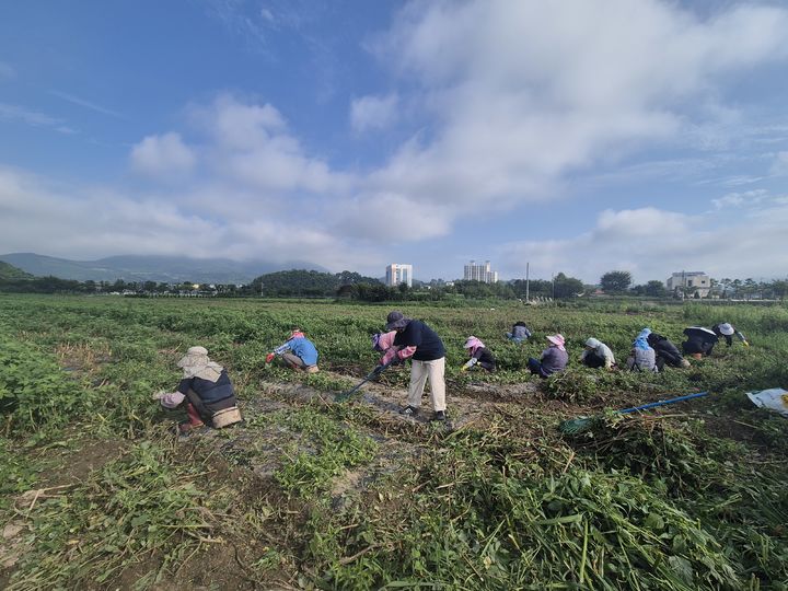 [진주=뉴시스]경남농업기술원, 도라지 농가 일손돕기 및 컨설팅.(사진=경남농업기술원 제공).2025.07.26.photo@newsis.com *재판매 및 DB 금지