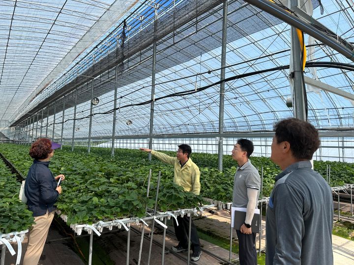 [진주=뉴시스]경남농업기술원, 침수 피해 딸기묘 경영 컨설팅.(사진=경남농업기술원 제공).2025.07.26.photo@newsis.com *재판매 및 DB 금지