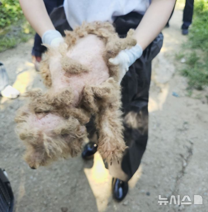 [인천=뉴시스] 24일 인천 강화군의 한 번식장에서 털이 거의 벗겨진 반려견이 구조되고 있다. (사진=루시의 친구들 제공) 2025.07.26. photo@newsis.com 