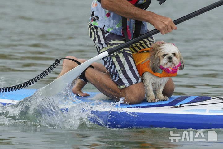 [풀=AP/뉴시스] 27일(현지 시간) 영국 도싯주 풀 인근에서 열린 '2025 도그 마스터스 페스티벌' 패들보드 대회에 한 남성과 반려견이 참가하고 있다. 이 대회는 '사람과 반려견 패들보드', '반려견 단독 서핑', '기네스 기록 도전' 등의 부문으로 나뉘어 열린다. 2025.07.28.