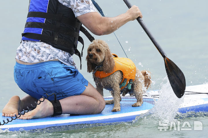 [풀=AP/뉴시스] 27일(현지 시간) 영국 도싯주 풀 인근에서 열린 '2025 도그 마스터스 페스티벌' 패들보드 대회에 한 남성과 반려견이 참가하고 있다. 이 대회는 '사람과 반려견 패들보드', '반려견 단독 서핑', '기네스 기록 도전' 등의 부문으로 나뉘어 열린다. 2025.07.28.