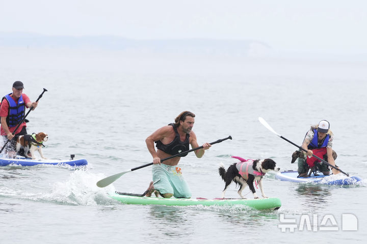 [풀=AP/뉴시스] 27일(현지 시간) 영국 도싯주 풀 인근에서 열린 '2025 도그 마스터스 페스티벌' 패들보드 대회에 참가한 참가자들이 가장 빠른 50m 기네스 세계 기록에 도전하고 있다. 이 대회는 '사람과 반려견 패들보드', '반려견 단독 서핑', '기네스 기록 도전' 등의 부문으로 나뉘어 열린다. 2025.07.28.