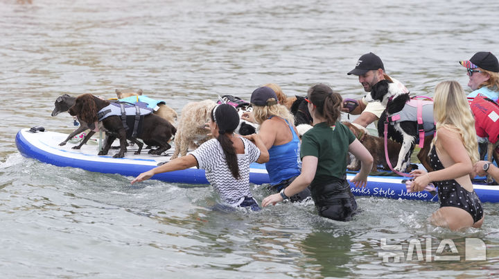 [풀=AP/뉴시스] 27일(현지 시간) 영국 도싯주 풀 인근에서 열린 '2025 도그 마스터스 페스티벌' 패들보드 대회에서 참가자들이 한 패들보드에 가장 많은 개를 태우는 기네스 세계기록에 도전하고 있다. 이 대회는 '사람과 반려견 패들보드', '반려견 단독 서핑', '기네스 기록 도전' 등의 부문으로 나뉘어 열린다. 2025.07.28.