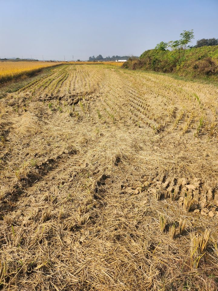 [무안=뉴시스] 벼 수확 뒤 가을갈이 하기 전 논. (사진 제공 = 전남도). 2025.07.28. photo@newsis.com *재판매 및 DB 금지
