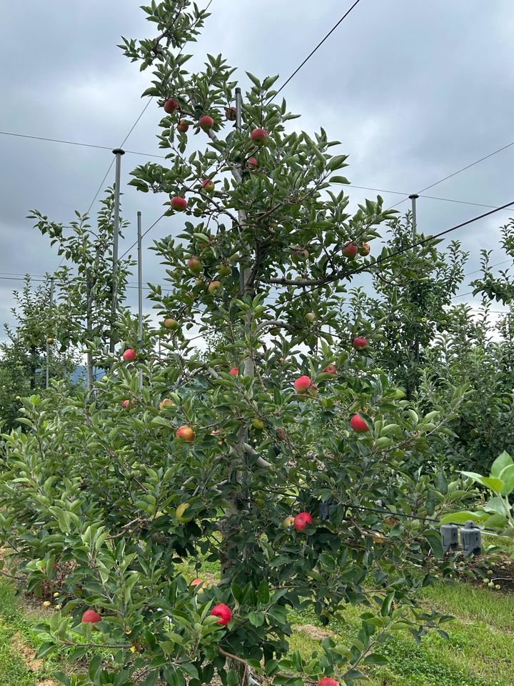 [진주=뉴시스]경남도농업기술원, 사과 일소(데임)피해 당부.(사진=경남농업기술원 제공).2025.07.28.photo@newsis.com *재판매 및 DB 금지