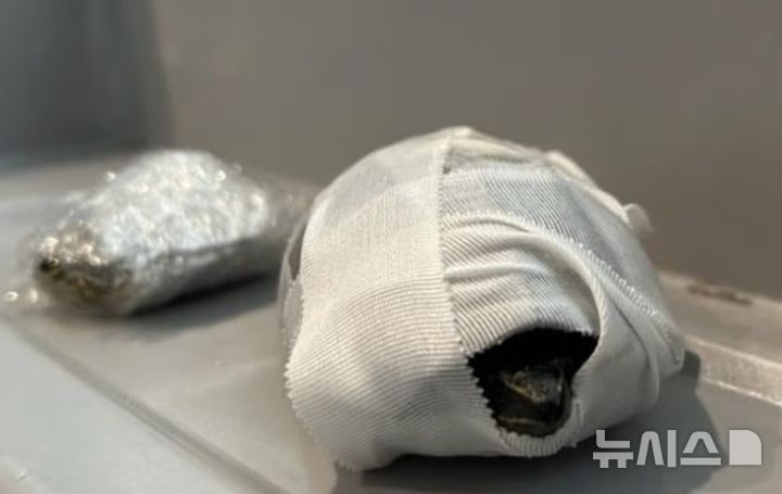 [뉴시스] 마이애미 국제공항 교통안전국 요원들이 발견한 브래지어 안의 살아있는 거북이 두 마리 (사진=TSA) 2025.07.28 