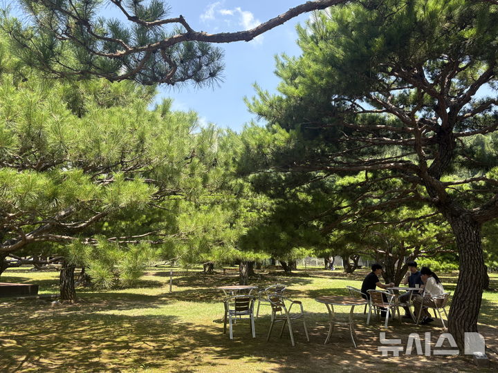 [창원=뉴시스]경남도청 본관 서쪽 뒤편 소나무 정원 '송림포' 전경.(사진=경남도 제공) 2025.07.28. photo@newsis.com