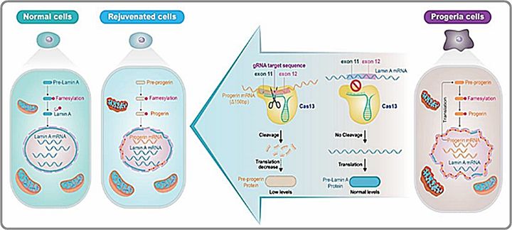 [대전=뉴시스] RNA 타겟 유전자치료제의 작용기전 및 기대효과. RfxCas13d-프로게린 gRNA를 이용해 비정상적 프로게린 mRNA만을 선택적으로 제거, 프로게린 단백질 감소와 핵막·미토콘드리아 이상이 개선돼 조기 노화질환 치료 효과가 기대된다.(사진=생명연구원 제공) *재판매 및 DB 금지