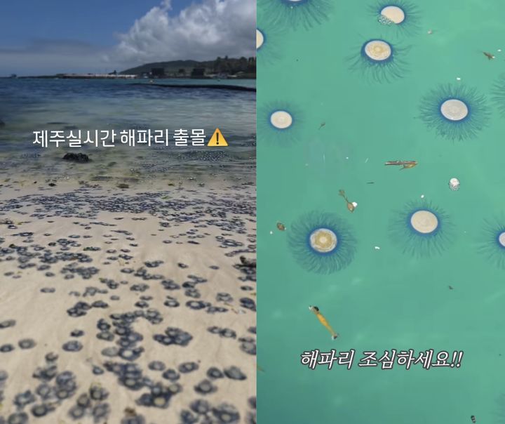 [뉴시스] 제주 해안가에 출몰한 푸른우산관해파리. (출처=인스타그램 @only_chavely, @ksm3380) *재판매 및 DB 금지