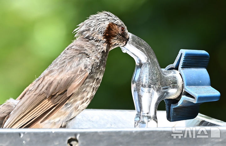 [수원=뉴시스] 김종택 기자 = 전국 곳곳에 폭염특보가 발효된 28일 경기 수원시 팔달구 올림픽공원에서 무더위에 지친 직박구리가 수돗가에서 목을 축이고 있다. 2025.07.28. jtk@newsis.com