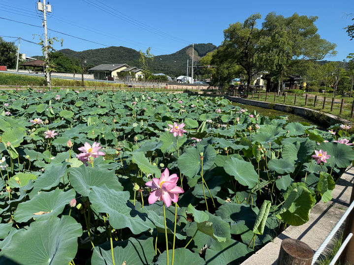 [김천=뉴시스] 김천 동부연당 연꽃. (사진=김천시 제공) 2025.07.29 photo@newsis.com *재판매 및 DB 금지