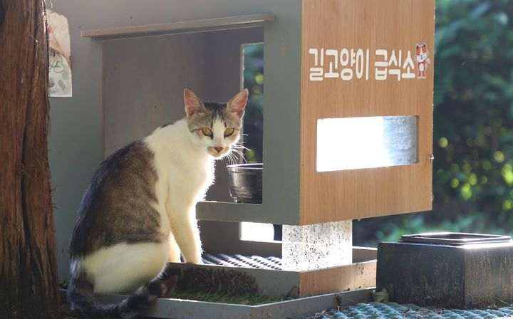 충주 호암지에 있는 길고양이 급식소 *재판매 및 DB 금지