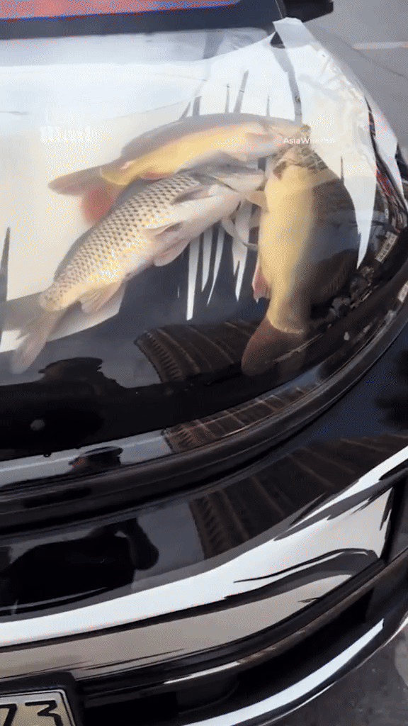 [뉴시스] 한 중국인이 자신의 SUV 보닛을 수조로 개조하고 살아 있는 잉어를 기르는 모습.(영상=데일리메일) *재판매 및 DB 금지