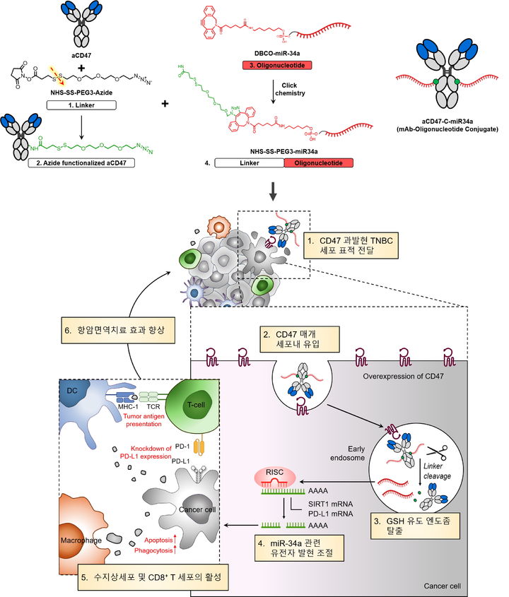 [서울=뉴시스] CD47 표적 항체–핵산 접합체 기반 면역유전자 치료 플랫폼의 작용 기전 개략도. (사진=성균관대 제공) 2025.07.29. photo@newsis.com *재판매 및 DB 금지