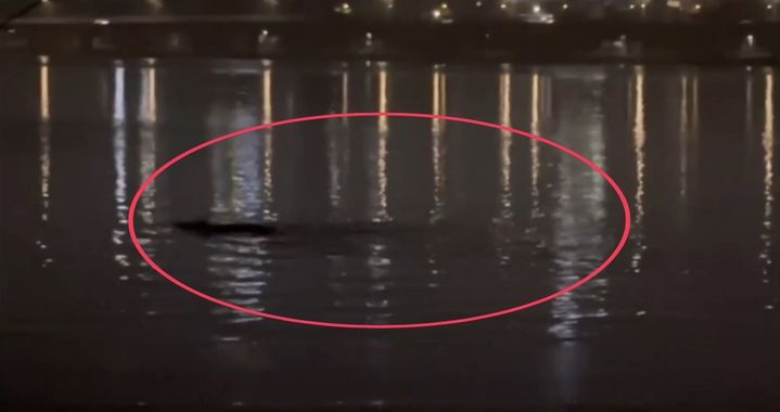 [뉴시스] 서울 한강에서 정체불명의 괴생명체가 목격됐다. (사진=JTBC '사건반장' 캡처) *재판매 및 DB 금지