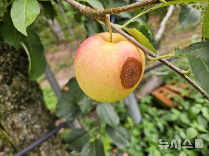 진천군, 내달 29일까지 '과수 탄저병' 중점관리 나서